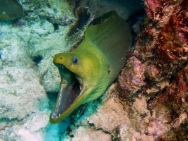 Green Moray Eel IMG 5593